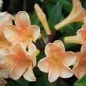 Picture of Rhododendron Vireya Just Peachy