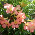 Picture of Rhododendron Vireya Kisses