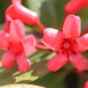 Picture of Rhododendron Vireya Little Devil