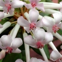 Picture of Rhododendron Vireya Popcorn