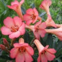 Picture of Rhododendron Vireya Saxon Blush
