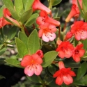 Picture of Rhododendron Vireya Saxon Glow