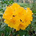 Picture of Rhododendron Vireya Scented Sun