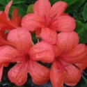 Picture of Rhododendron Vireya Shepherds Warning