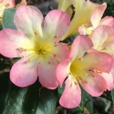 Picture of Rhododendron Vireya Sweet Wendy