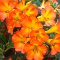 Picture of Rhododendron Vireya Tropical Glow