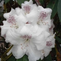 Picture of Rhododendron White Pearl