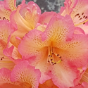 Picture of Rhododendron Whitneys Orange