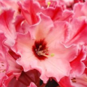 Picture of Rhododendron Willets