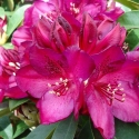 Picture of Rhododendron William Downing