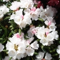 Picture of Rhododendron Yakushimanum Dwf