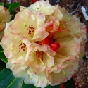 Picture of Rhododendron Yellow Moon