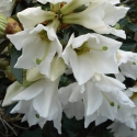 Picture of Rhododendron Maddenii Virginalis