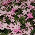 Picture of Rhodohypoxis Baurii Pink