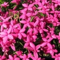 Picture of Rhodohypoxis Baurii Tall Red