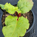 Picture of Rhubarb Crimson Sunrise
