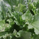 Picture of Rhubarb Victoria