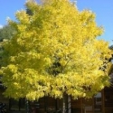 Picture of Robinia Bellas Gold Mop Top 1.5m