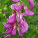 Picture of Robinia Casque Rouge