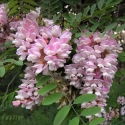 Picture of Robinia Hillieri