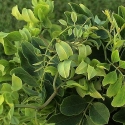 Picture of Robinia Lace Lady H/W 