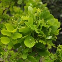 Picture of Robinia Lace Lady H/W 1.2m Std