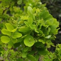 Picture of Robinia Lace Lady H/W 1.2m 