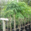 Picture of Robinia Mop Top H/W 1.2m