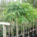 Picture of Robinia Mop Top H/W 1.5m