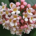Picture of Rondeletia Amoena