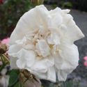 Picture of Rosa Alba Maxima-Rose