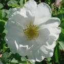 Picture of Rosa Alba Semi Plena-Rose