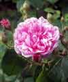 Picture of Rosa Centifolia Muscosa-Rose