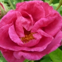 Picture of Rosa Gallica Officinalis-Rose