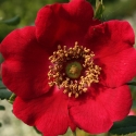 Picture of Rosa Moyesii Geranium-Rose