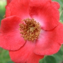 Picture of Rosa Moyesii-Rose