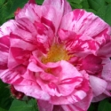 Picture of Rose Rosa Mundi-Rose