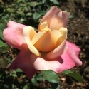 Picture of Rosette Delizy-Rose