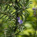 Picture of Rosmarinus Blue Lagoon