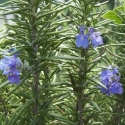 Picture of Rosmarinus Tuscan Blue