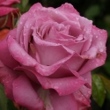 Picture of Royal Amethyst-Rose