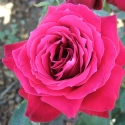 Picture of Ruby Wedding-Rose