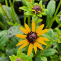 Picture of Rudbeckia Little Gold Star