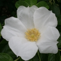 Picture of Rugosa Alba-Rose