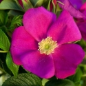 Picture of Rugosa Scabrosa-Rose