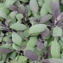 Picture of Sage Purple