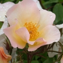 Picture of Sally Holmes Std 80cm-Rose