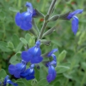 Picture of Salvia Amore