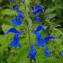 Picture of Salvia Blue Angel