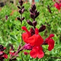Picture of Salvia Greggii Red